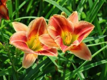 Taglilie 'Fire and Fog', Hemerocallis x cultorum 'Fire and Fog', Topfware von Hemerocallis x cultorum 'Fire and Fog'