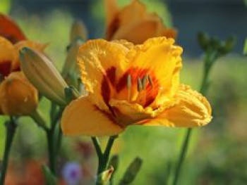 Taglilie 'Fooled Me', Hemerocallis x cultorum 'Fooled Me', Topfware von Hemerocallis x cultorum 'Fooled Me'