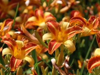 Taglilie 'Frans Hals', Hemerocallis x cultorum 'Frans Hals', Containerware von Hemerocallis x cultorum 'Frans Hals'