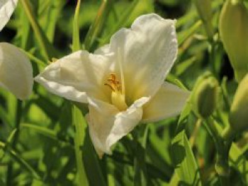 Taglilie 'Gentle Shepherd', Hemerocallis x cultorum 'Gentle Shepherd', Topfware von Hemerocallis x cultorum 'Gentle Shepherd'