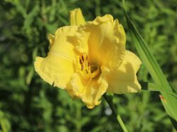 Taglilie 'Girl Scout', Hemerocallis x cultorum 'Girl Scout', Topfware von Hemerocallis x cultorum 'Girl Scout'