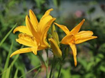 Taglilie 'Golden Scepter', Hemerocallis x cultorum 'Golden Scepter', Topfware von Hemerocallis x cultorum 'Golden Scepter'