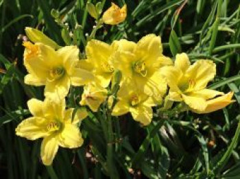 Garten Taglilie 'Green Flutter', Hemerocallis x cultorum 'Green Flutter', Topfware von Hemerocallis x cultorum 'Green Flutter'