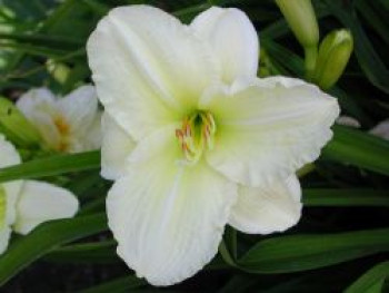 Taglilie 'Joan Senior', Hemerocallis x cultorum 'Joan Senior', Topfware von Hemerocallis x cultorum 'Joan Senior'