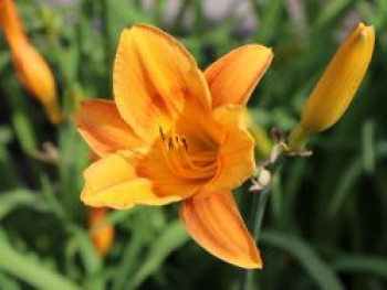 Taglilie 'Lucretius', Hemerocallis x cultorum 'Lucretius', Topfware von Hemerocallis x cultorum 'Lucretius'