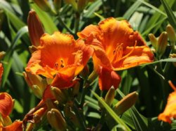 Taglilie 'Mauna Loa', Hemerocallis x cultorum 'Mauna Loa', Topfware von Hemerocallis x cultorum 'Mauna Loa'