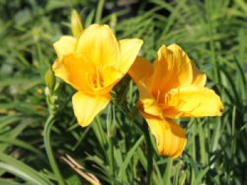 Taglilie 'Mini Stella', Hemerocallis x cultorum 'Mini Stella', Topfware von Hemerocallis x cultorum 'Mini Stella'