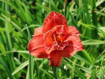 Taglilie 'Moses Fire', Hemerocallis x cultorum 'Moses Fire', Topfware von Hemerocallis x cultorum 'Moses Fire'