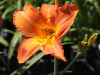 Taglilie 'My Reggae Tiger', Hemerocallis x cultorum 'My Reggae Tiger', Topfware von Hemerocallis x cultorum 'My Reggae Tiger'