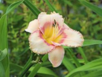 Taglilie 'New Quest', Hemerocallis x cultorum 'New Quest', Topfware von Hemerocallis x cultorum 'New Quest'