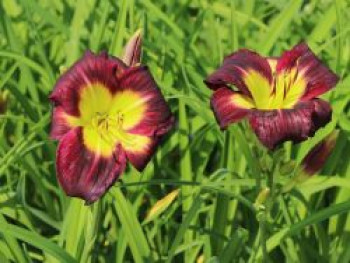 Taglilie 'Night Beacon', Hemerocallis x cultorum 'Night Beacon', Topfware von Hemerocallis x cultorum 'Night Beacon'
