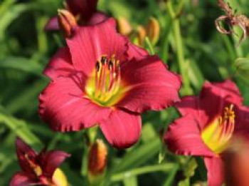 Taglilie 'Pardon Me', Hemerocallis x cultorum 'Pardon Me', Topfware von Hemerocallis x cultorum 'Pardon Me'