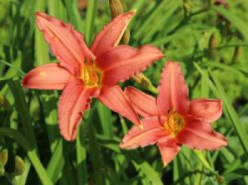 Taglilie 'Pink Damask', Hemerocallis x cultorum 'Pink Damask', Topfware von Hemerocallis x cultorum 'Pink Damask'