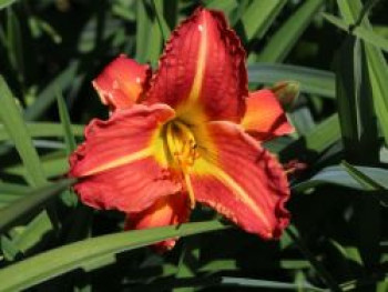 Taglilie 'Red Rum', Hemerocallis x cultorum 'Red Rum', Topfware von Hemerocallis x cultorum 'Red Rum'
