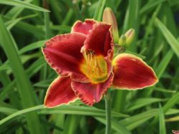 Taglilie 'Roses in Snow', Hemerocallis x cultorum 'Roses in Snow', Topfware Taglilie 'Roses in Snow', Hemerocallis x cultorum 'Roses in Snow', Topfware von Hemerocallis x cultorum 'Roses in Snow'