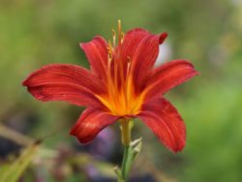 Taglilie 'Sammy Russel', Hemerocallis x cultorum 'Sammy Russel', Topfware von Hemerocallis x cultorum 'Sammy Russel'