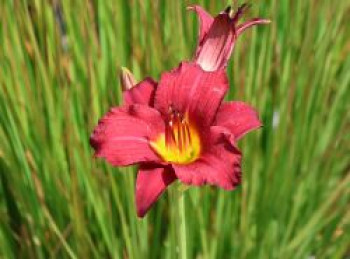 Taglilie 'Stella in Red', Hemerocallis x cultorum 'Stella in Red', Topfware von Hemerocallis x cultorum 'Stella in Red'
