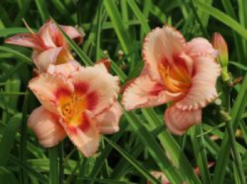 Taglilie 'Strawberry Candy', Hemerocallis x cultorum 'Strawberry Candy', Topfware von Hemerocallis x cultorum 'Strawberry Candy'