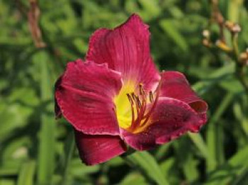 Taglilie 'Strutter's Ball', Hemerocallis x cultorum 'Strutter's Ball', Topfware von Hemerocallis x cultorum 'Strutter's Ball'