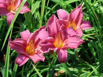 Taglilie 'Summer Wine', Hemerocallis x cultorum 'Summer Wine', Topfware XL von Hemerocallis x cultorum 'Summer Wine'