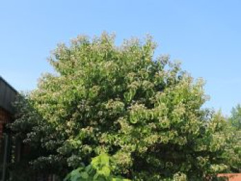 Sieben-Söhne-des-Himmels-Strauch, 100-125 cm, Heptacodium miconioides, Containerware XXL von Heptacodium miconioides