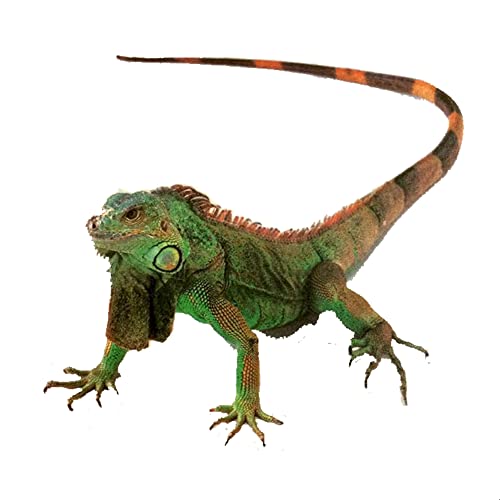 Realistische 3D Auto Aufkleber, 2 Stück Tier Lustige Cartoon-Aufkleber Abnehmbar Dekorativ Selbstklebend Anti-Kratzer Motorhaube Karosserie Car Sticker, Skorpion Realistische 3D Auto Aufkleber, 2 Stück Tier Lustige Cartoon-Aufkleber Abnehmbar Dekorativ Selbstklebend Anti-Kratzer Motorhaube Karosserie Car Sticker, Skorpion von Herbests