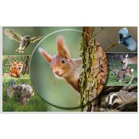 HERMA Schreibtischunterlagen 55,0 x 35,0 cm Waldtiere von Herma