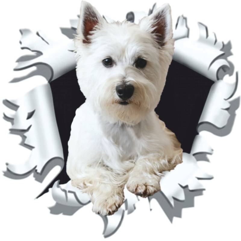 Hermann Schütz Aufkleber Einschussloch 90mm Motiv Hund Westi 80x80mm von Hermann Schütz