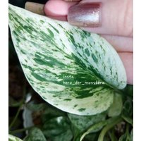 Epipremnum " Alice Efeutute Pothos Plant // Pflanzen Stecklinge Philodendron Scindapsus Teruno Grün Sammlersorte Zimmerpflanzen Pflanze von HerzderMonstera