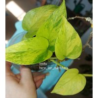 Epipremnum " Carnival Efeutute Pothos Plant // Pflanzen Stecklinge Philodendron Scindapsus Teruno Grün Sammlersorte Zimmerpflanze von HerzderMonstera