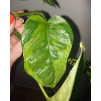 Epipremnum " Emerald Efeutute Pothos Plant // Pflanzen Stecklinge Philodendron Scindapsus Teruno Grün Sammlersorte Zimmerpflanze Pflanze von HerzderMonstera