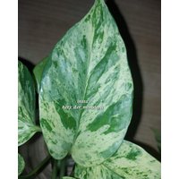 Epipremnum " Fanfare Efeutute Pothos Plant // Pflanzen Stecklinge Philodendron Scindapsus Teruno Grün Sammlersorte Zimmerpflanze von HerzderMonstera