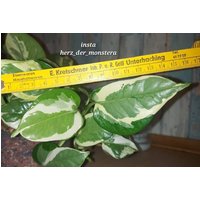 Epipremnum " Glacier Efeutute Pothos Plant // Pflanzen Stecklinge Philodendron Scindapsus Teruno Grün Sammlersorte Zimmerpflanze von HerzderMonstera