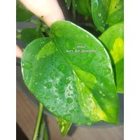 Epipremnum " Global Green Efeutute Pothos Plant // Pflanzen Stecklinge Philodendron Scindapsus Teruno Grün Sammlersorte Zimmerpflanze Epipremnum " Global Green Efeutute Pothos Plant // Pflanzen Stecklinge Philodendron Scindapsus Teruno Grün Sammlersorte Zimmerpflanze von HerzderMonstera