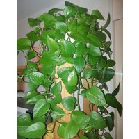Epipremnum " Green Genie Efeutute Pothos Plant // Pflanzen Stecklinge Philodendron Scindapsus Teruno Grün Sammlersorte Zimmerpflanze Epipremnum " Green Genie Efeutute Pothos Plant // Pflanzen Stecklinge Philodendron Scindapsus Teruno Grün Sammlersorte Zimmerpflanze von HerzderMonstera