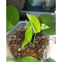 Epipremnum " Hanahana Efeutute Pothos Plant // Pflanzen Stecklinge Philodendron Scindapsus Teruno Grün Sammlersorte Zimmerpflanze Epipremnum " Hanahana Efeutute Pothos Plant // Pflanzen Stecklinge Philodendron Scindapsus Teruno Grün Sammlersorte Zimmerpflanze von HerzderMonstera