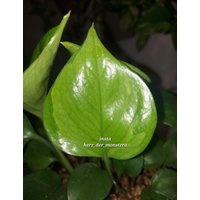 Epipremnum " Harlequin Aurea Efeutute Pothos Plant // Pflanzen Stecklinge Philodendron Scindapsus Teruno Grün Sammlersorte Zimmerpflanzen von HerzderMonstera