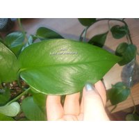 Epipremnum " Jade Efeutute Pothos Plant // Pflanzen Stecklinge Philodendron Scindapsus Teruno Grün Sammlersorte Zimmerpflanze von HerzderMonstera