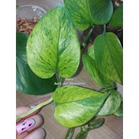 Epipremnum " Jessenia Efeutute Pothos Plant // Pflanzen Stecklinge Philodendron Scindapsus Teruno Grün Sammlersorte Zimmerpflanzen Pflanze von HerzderMonstera