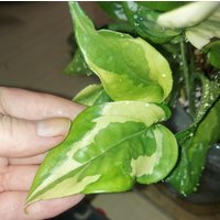 Epipremnum " Lemon Meringue Efeutute Pothos Plant // Pflanzen Philodendron Scindapsus Teruno Grün Sammlersorte Zimmerpflanze Pflanze von HerzderMonstera