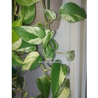 Epipremnum " Marble Queen Efeutute Pothos Plant // Pflanzen Stecklinge Philodendron Scindapsus Teruno Grün Sammlersorte Zimmerpflanze Epipremnum " Marble Queen Efeutute Pothos Plant // Pflanzen Stecklinge Philodendron Scindapsus Teruno Grün Sammlersorte Zimmerpflanze von HerzderMonstera