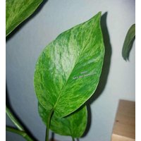 Epipremnum " Mint Marble Efeutute Pothos Plant // Pflanzen Stecklinge Philodendron Scindapsus Teruno Grün Sammlersorte Zimmerpflanze von HerzderMonstera