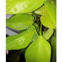 Epipremnum " Neon Efeutute Pothos Plant // Pflanzen Stecklinge Philodendron Scindapsus Teruno Grün Sammlersorte Zimmerpflanze von HerzderMonstera