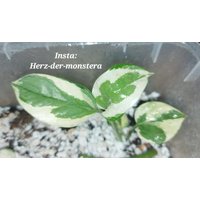 Epipremnum " Njoy Efeutute Pothos Plant // Pflanzen Stecklinge Philodendron Scindapsus Teruno Grün Sammlersorte Zimmerpflanzen von HerzderMonstera