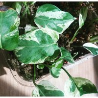 Epipremnum " Pearls & Jade Efeutute Pothos Plant // Pflanzen Stecklinge Philodendron Scindapsus Teruno Grün Sammlersorte Zimmerpflanzen Epipremnum " Pearls & Jade Efeutute Pothos Plant // Pflanzen Stecklinge Philodendron Scindapsus Teruno Grün Sammlersorte Zimmerpflanzen von HerzderMonstera