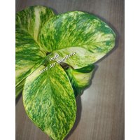 Epipremnum " Robin Efeutute Pothos Plant // Pflanzen Stecklinge Philodendron Scindapsus Teruno Grün Sammlersorte Zimmerpflanzen Serie Epipremnum " Robin Efeutute Pothos Plant // Pflanzen Stecklinge Philodendron Scindapsus Teruno Grün Sammlersorte Zimmerpflanzen Serie von HerzderMonstera