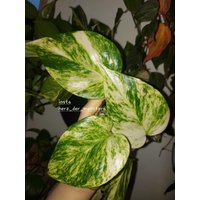 Epipremnum " Sfida Efeutute Pothos Plant // Pflanzen Stecklinge Philodendron Scindapsus Teruno Grün Sammlersorte Zimmerpflanzen Serie von HerzderMonstera