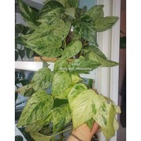 Epipremnum " Snow Queen Efeutute Pothos Plant // Pflanzen Stecklinge Philodendron Scindapsus Teruno Grün Sammlersorte Zimmerpflanze von HerzderMonstera