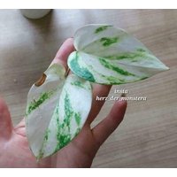 Epipremnum " White Efeutute Pothos Plant // Pflanzen Stecklinge Philodendron Scindapsus Teruno Grün Sammlersorte Zimmerpflanze Epipremnum " White Efeutute Pothos Plant // Pflanzen Stecklinge Philodendron Scindapsus Teruno Grün Sammlersorte Zimmerpflanze von HerzderMonstera