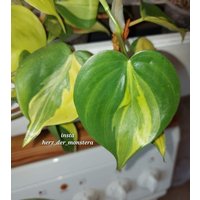 Philodendron " Carnival Efeutute Pothos Plant // Pflanzen Stecklinge Scindapsus Teruno Grün Sammlersorte Zimmerpflanzen von HerzderMonstera